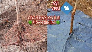 Fidan Nasıl DikilirBunu İlk Defa Duyacaksınız Su Olmayan Yerde Naylon Poşetle Fidan Yetiştirme Şekl