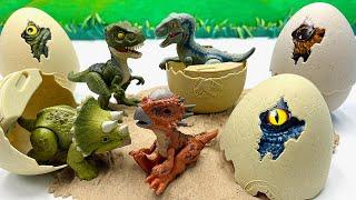 Dinosaur Egg Hatching In Jurassic Park  Tyrannosaurus Velociraptor Triceratops 쥬라기월드 공룡알 사냥꾼