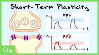 Short-Term Plasticity & Binomial Synapse Explained Paired-Pulse Facilitation & Depression  Clip