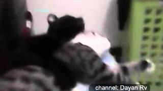 Cats hugging and kissing each other So cute