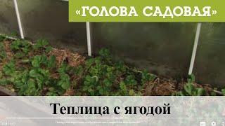 Голова садовая - Теплица с ягодой