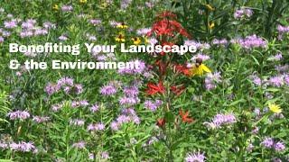 How to Have a Sustainable Lawn and Landscape