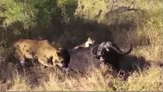 Lion Vs Buffalo Lions Attempt To Buffalo Heavy Attack  - Animal Attack