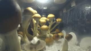 MUSHROOMS TIMELAPSE