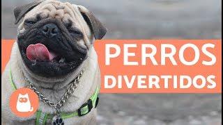 Perros divertidos - Funny dogs