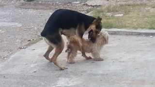 Dog Mate Epic Fail..