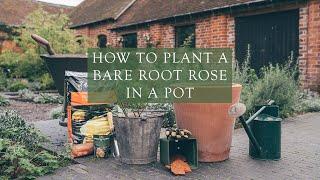 How to Plant a Bare Root Rose in a Pot by Steve Head Gardener at David Austin Roses