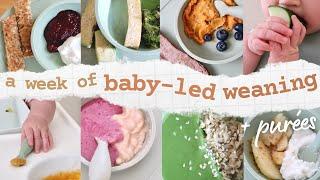 What My 8 Month Old Eats in a WEEK  Baby-Led Weaning + Purees