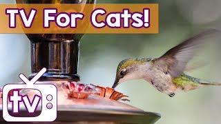 Cat TV - The BEST Calming Videos for Cats Music and Birds in HD - Relaxing Music and Nature Footage