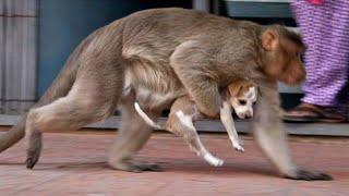 ESTE PERRITO MORIRÁ POR ORDEN DEL REY MONO