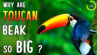 Why are Toucan Beaks so BIG ?  Toucan Facts  Animal Kingdom  Exotic Birds