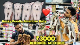 Cheapest Dogs Market In Delhi NCR  Husky Puppy  Dog in Cheap Price  Dog market