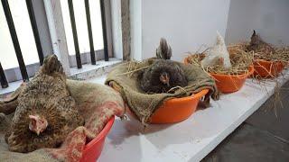 Natural Hatching of Eggs with the help of Four Broody hen at Different Time