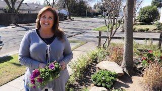 Planting Purple African Daisies   birdhouse garden