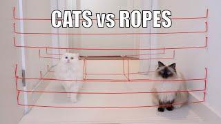 Cats vs Ropes   Cat challenge