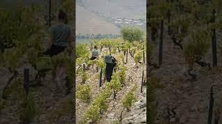 Harvest at Taylors Quinta de Vargellas Douro Valley