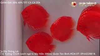 Mới Về Cá Dĩa Full Red Abino - Cá Cảnh Nuôi Với Cá Rồng Tuyệt Đẹp  Cá Dĩa Thắng Lợi