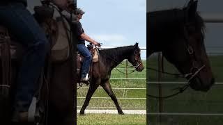 Full video will be up soon  #duke #topwindranch #aqha #geldings