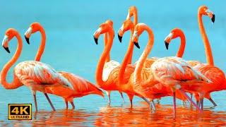 Stunning Pink Water Birds - Flamingo  Relaxation Music  Calming Music