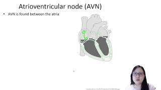 Chapter 8.3c - Control of Heart Beat   Cambridge A-Level 9700 Biology