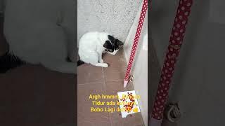 Argh hmmm Bangun Tidur ada kutunya Bobo Lagi dah