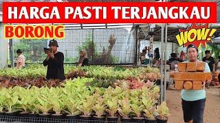 BORONG‼️ HARGA PASTI TERJANGKAU UPDATE STOK AGLONEMA DI JGH  211