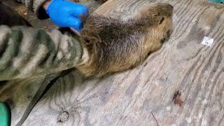 How to Quickly Skin a Nutria - Turn em inside out #lazypondfarm Fish & Hunt