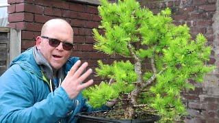 my TOP 10 favourite bonsai trees