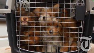 Utah pet shelter seeks forever homes for their rescues