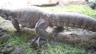 Ever seen a Tegu pooping?