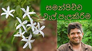 සමන්පිච්ච වැල් පැලකරන්නේ කොහොමද   How to grow Jasmine from cuttings samanpichcha wel pelakirima