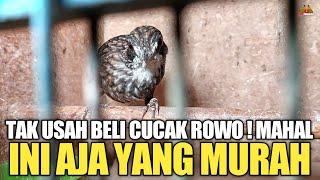 NGAPAIN BELI BURUNG CUCAK ROWO  MAHAL  MENDINGAN BURUNG INI AJA YANG MURAH 