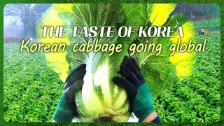 Arirang Special THE TASTE OF KOREA - Korean cabbage going global 한국 배추의 맛있는 매력