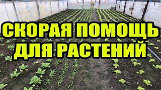 Аминокислоты для растений . Зачем и когда вносим удобрения  ???