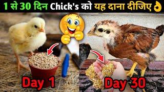 1 से 30 दिन तक Chicks को यह Feed दीजिए वजन बढ़ेगा तेजी से