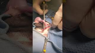 routine prescrotal closed castration