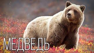 Медведь Косолапый хозяин Земли  Интересные факты про медведей