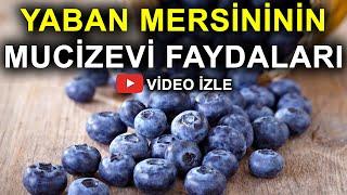 Yaban Mersini Neye İyi Geliyor? Neredeyse Her Derde Deva