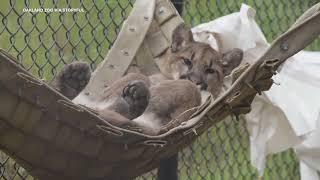 Oakland Zoo mountain lion cub relaxes with some hammock time