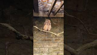 Scottish Owl Centre #shorts #owl #ytshorts #birds