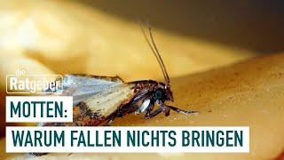 Lebensmittelmotten So wirst du sie endlich los  Die Ratgeber