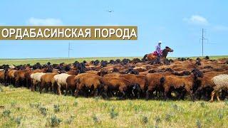Ордабасинская порода овец. Автор породы Сералы Абжалов.