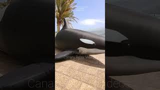 Puerto de la Cruz Tenerife @CanaryRelaxVideos