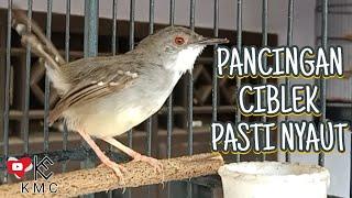 PANCINGAN CIBLEK GACOR PASTI NYAUT CIBLEK DENGAR INI 