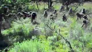 Baboons vs Python