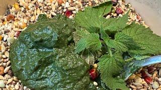 One of the most important secrets for successThe pigeon fanciers.The nettle