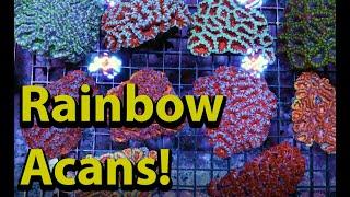 Rainbow Acans Colorful LPS Coral