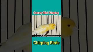 Canary Bird Singing  Kenari Gacor Ngeroll Panjang