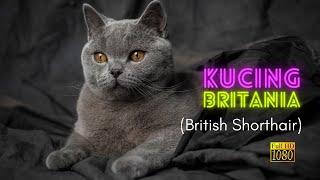 Kucing Britania   kucing merajuk komunitas kucing pecinta kucing gatti kucing lapar