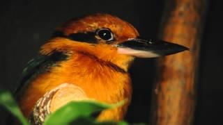 Micronesian Kingfisher - Cincinnati Zoo